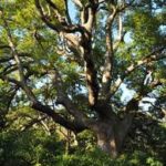 bois de shiu arbre