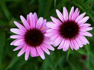 Echinacea : plante médicinale